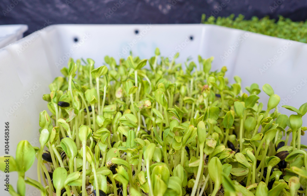 Green seedlings grow in the laboratory. Fresh sprouts. Living Natural Nutrition Supplements Green seedlings grow in the laboratory. Fresh sprouts. Living Natural Nutrition Supplements
