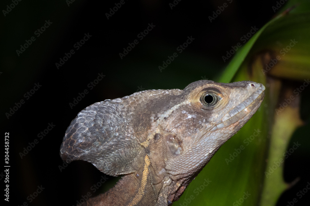 Common male basilisk (Basiliscus basiliscus) aka Jesus Christ lizard