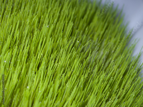 Sprouted grass. Healthy food. Close-up. Fresh sprouts. Living Natural Nutrition Supplements
