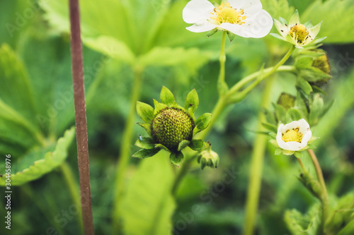 Blooming strawberry plant in the garden. Selective focus.
