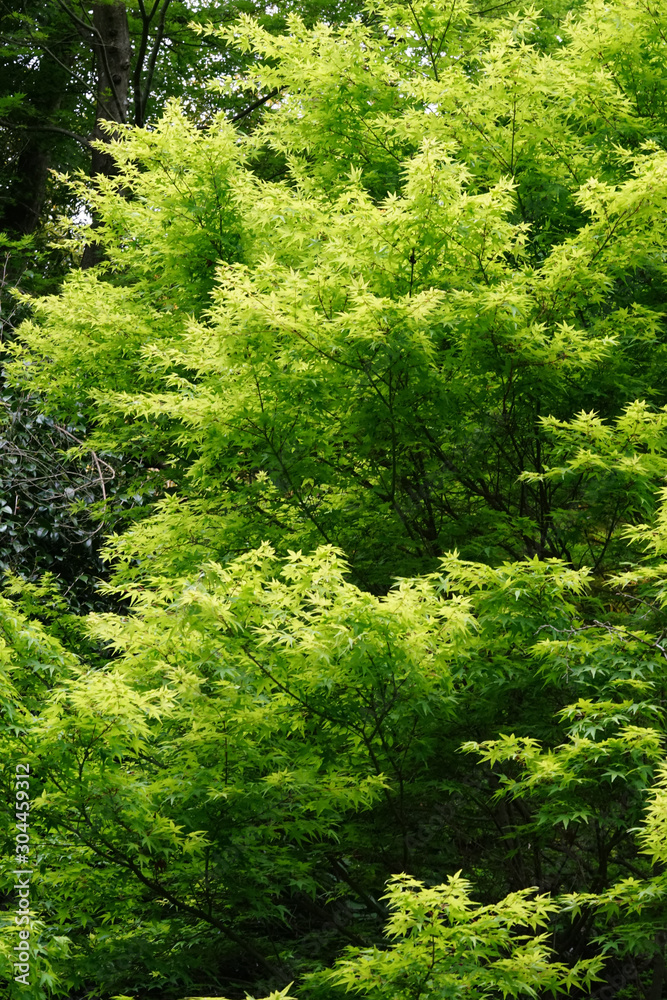 楓の新緑 楓の新緑