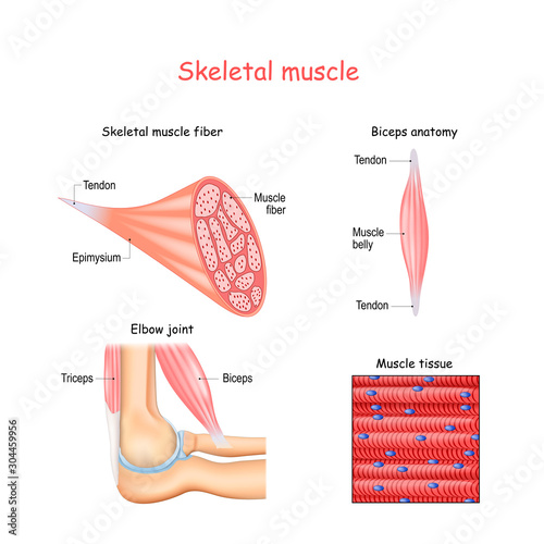 Structure of skeletal muscle fibers. Biceps and Triceps anatomy.