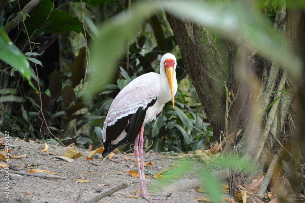 Naklejka premium stork