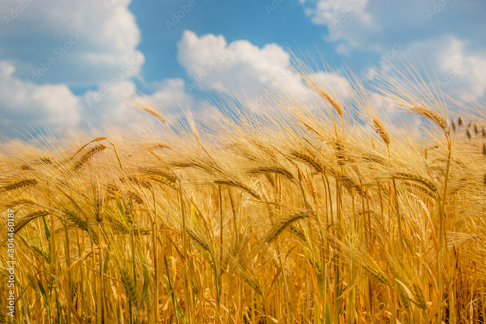 Ripe spikelets of ripe wheat. Closeup spikelets on a wheat field against a blue sky and white clouds. Ripe spikelets of ripe wheat. Closeup spikelets on a wheat field against a blue sky and white clouds.