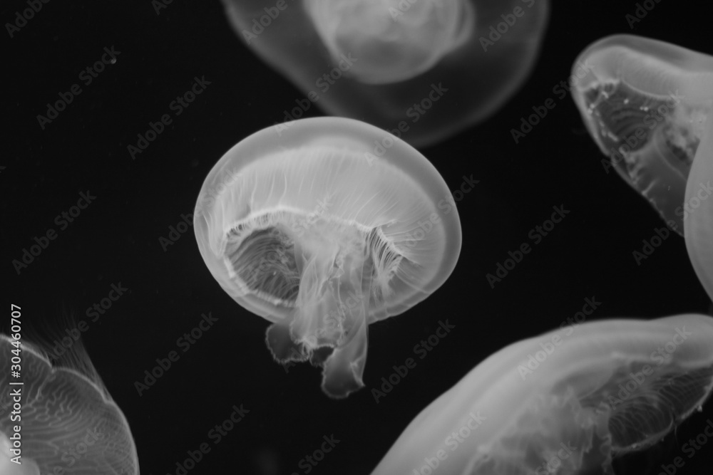 jellyfish jellyfish