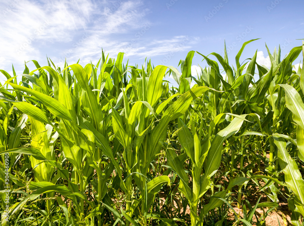 Obraz premium agricultural field with green corn