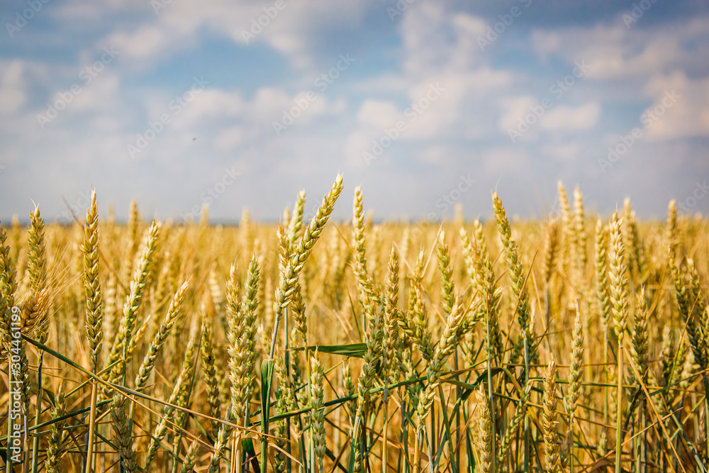 Ripe spikelets of ripe wheat. Closeup spikelets on a wheat field against a blue sky and white clouds. Ripe spikelets of ripe wheat. Closeup spikelets on a wheat field against a blue sky and white clouds.