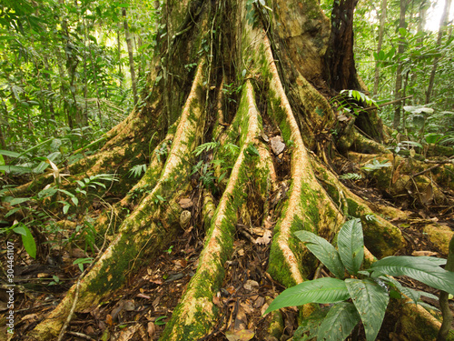 Kapok-Baum  Ceiba Pentandra 