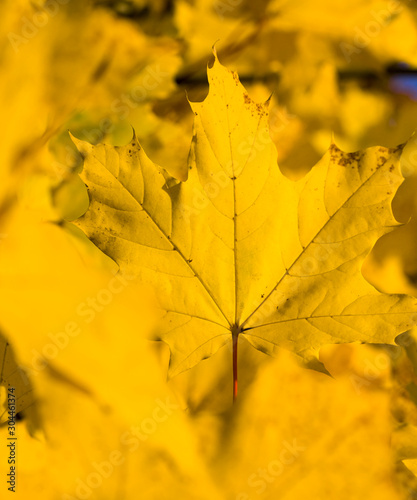Autumn maple foliage