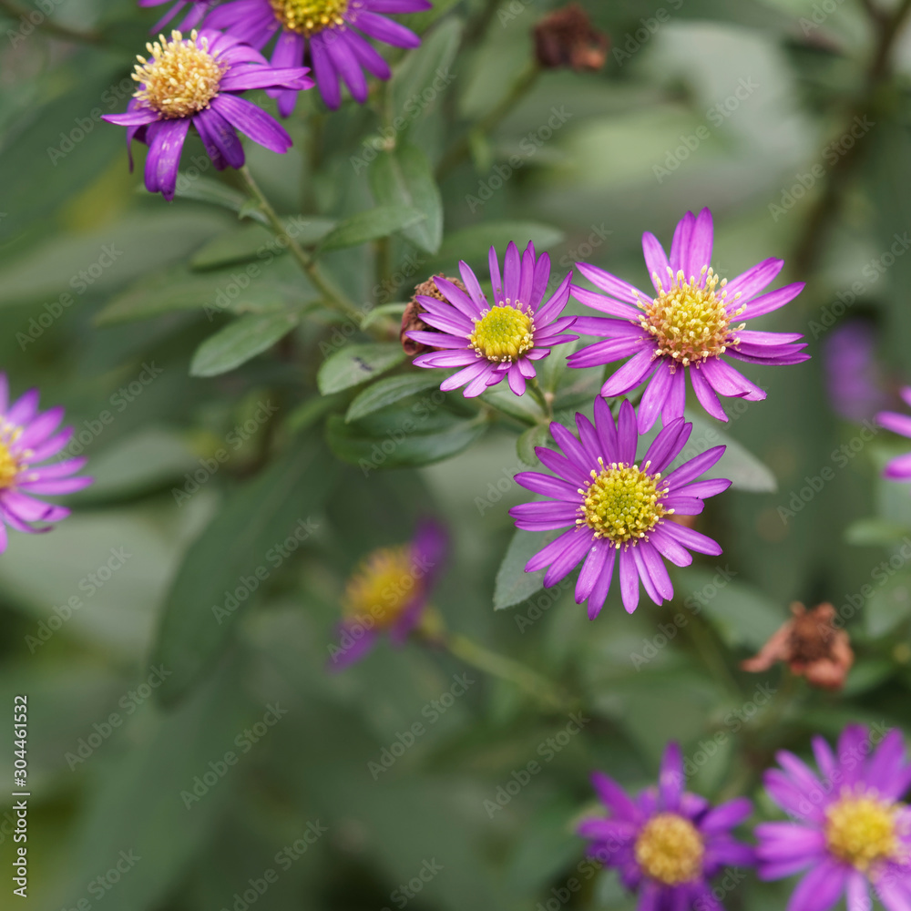 Obraz premium Aster ageratoides 'Ezo Murasaki' ou aster sauvage d'automne en forme de petite paquerette au pétales pourpre violet au coeur jaune or.