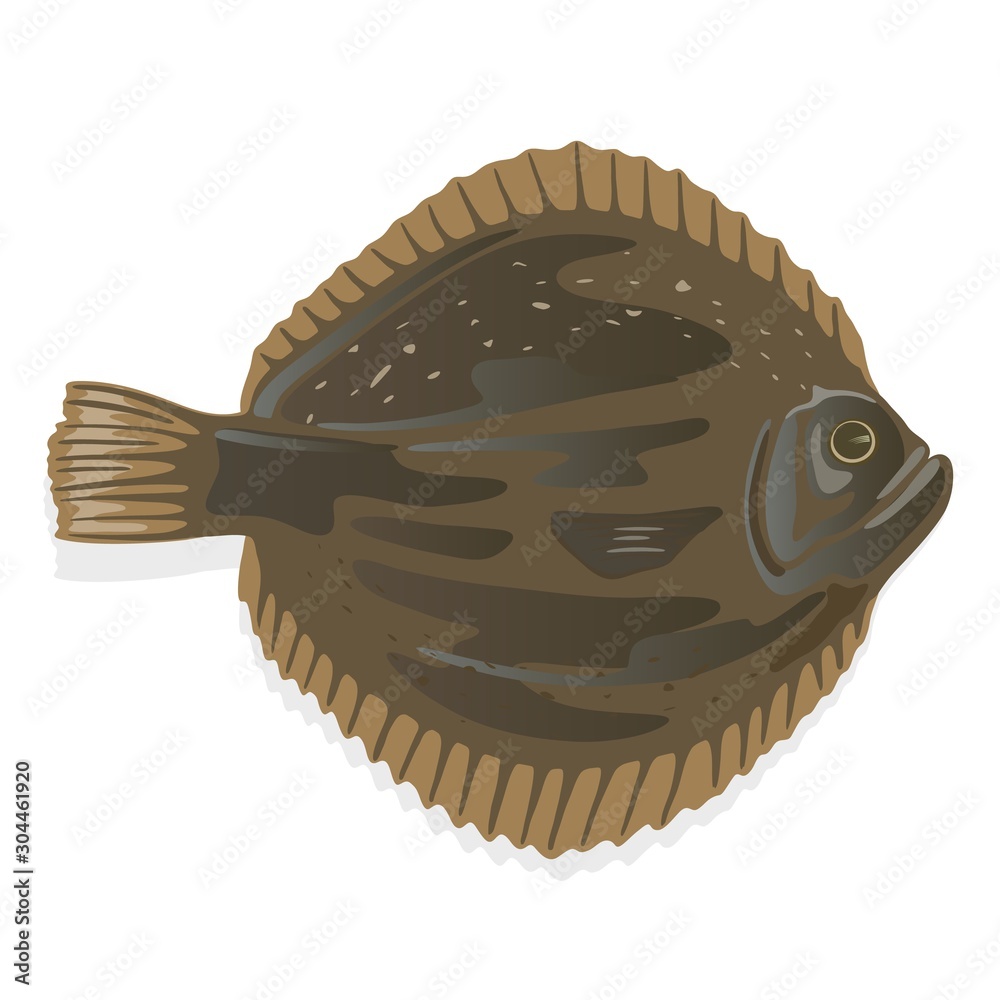 Plaice or flatfish, flounder which has dark brown skin on one side and