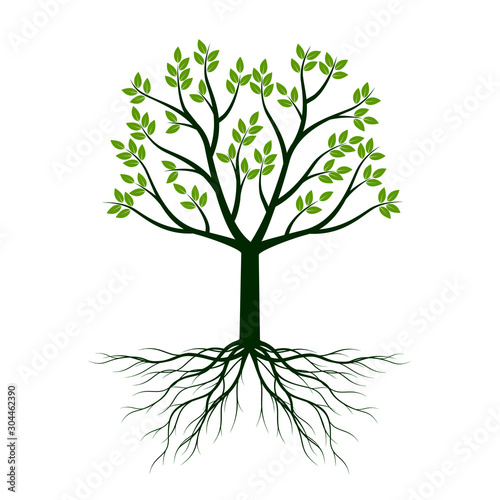 Green Tree with Leaves and Roots. Vector outline illustration on white background.