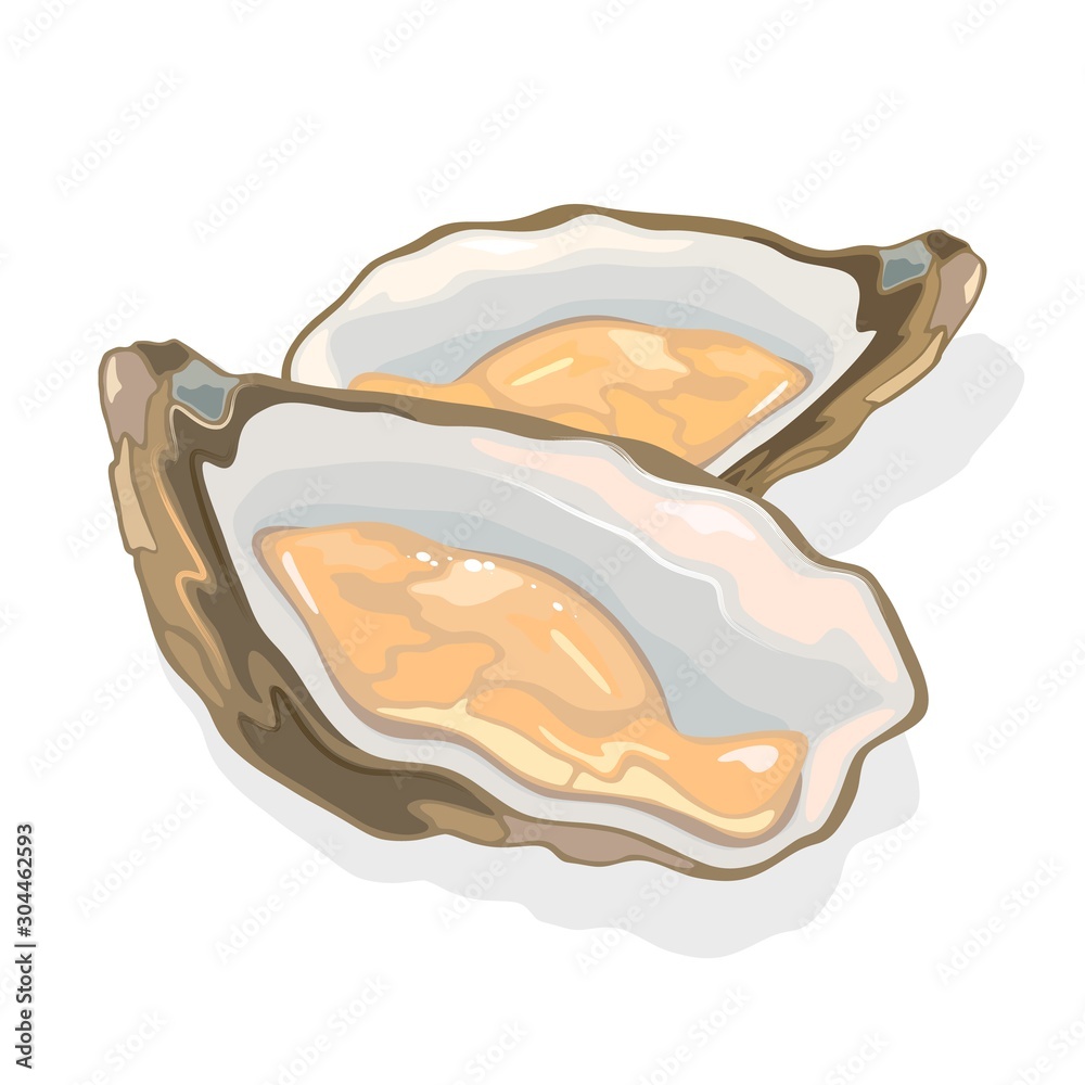 Opened shellfish, oysters with soft body in a shell. Clam bivalve ...