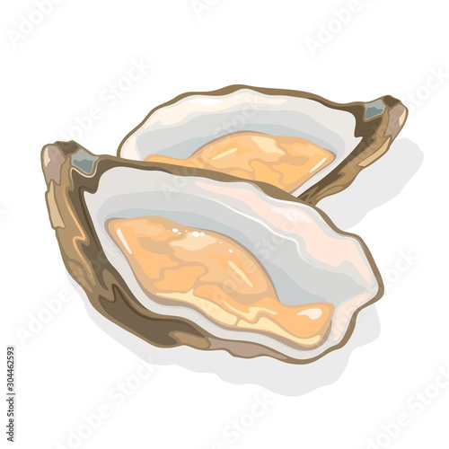 Opened shellfish, oysters with soft body in a shell. Clam bivalve mollusk. Seafood for gourmet. Exotic meal, delicacy dish. Vector cartoon illustration isolated on white background.