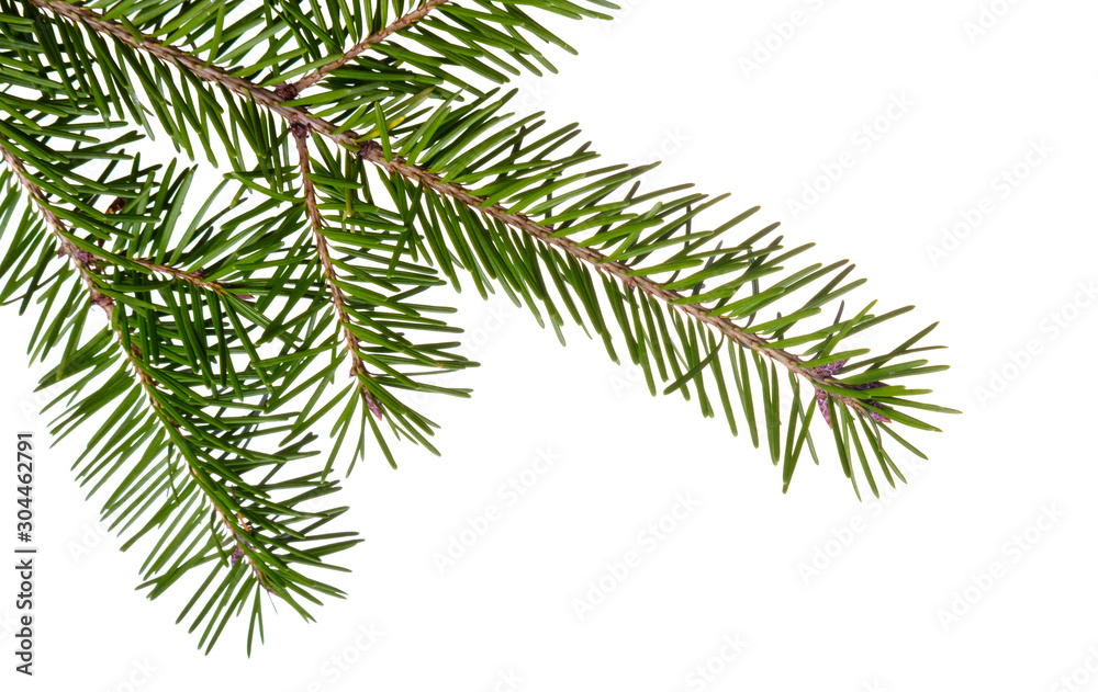 Fir tree branch isolated on white background