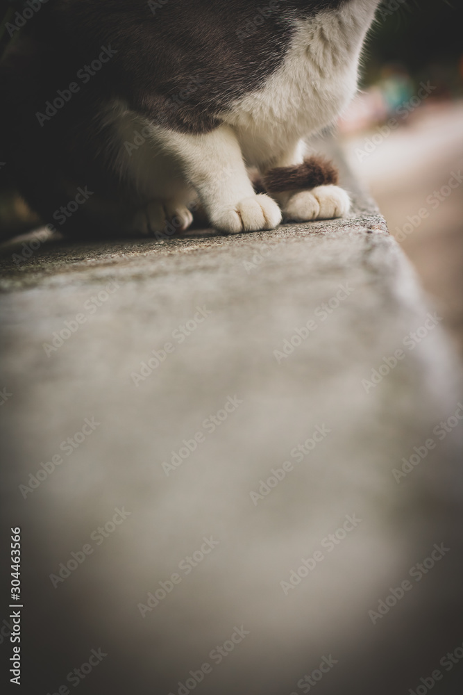 Fototapeta premium The Cat