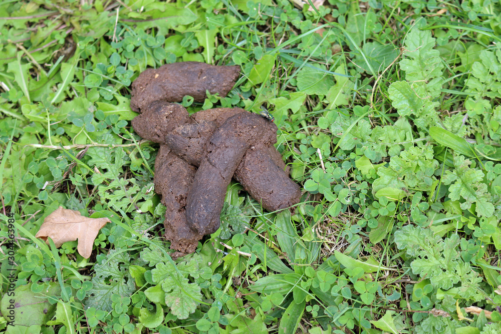 Obraz premium Dog faeces in a park