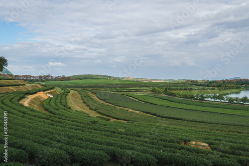 Tea plantation in Singha Park in Chiang Rai, Thailand