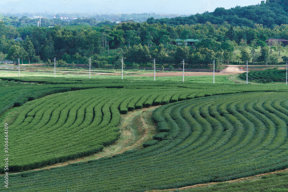 Tea plantation in Singha Park in Chiang Rai, Thailand