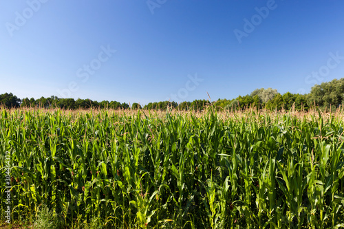 agricultural field with green immature corn