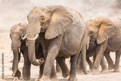 elephants in the bush of kenya