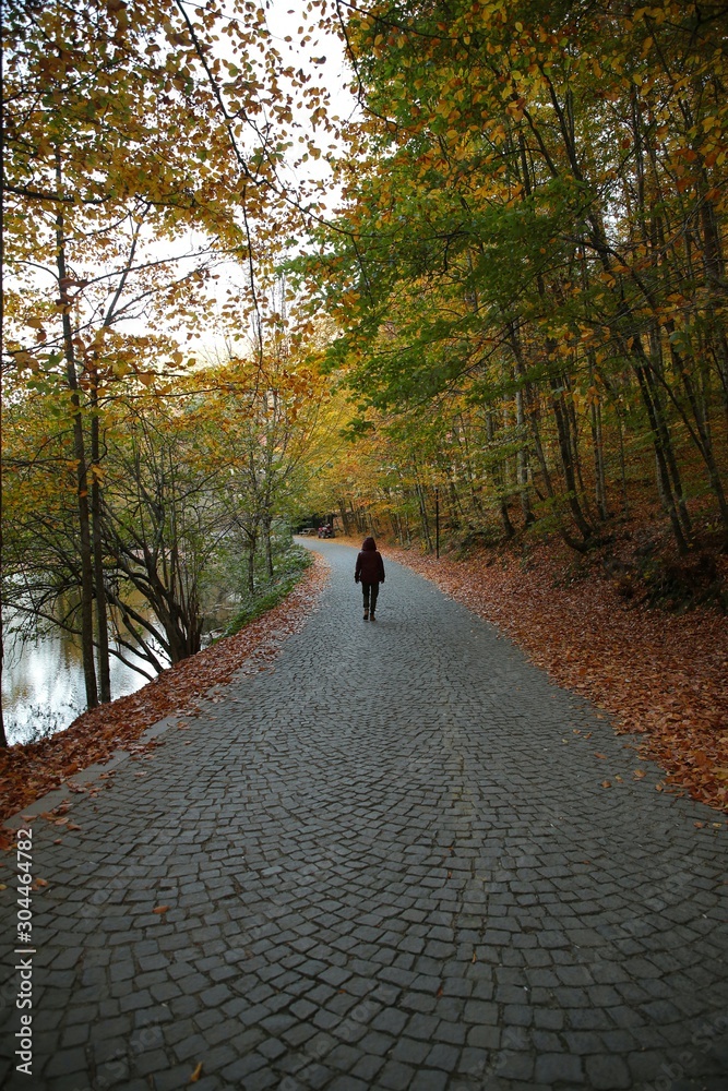 Fototapeta premium traveller women walking on road in the forest