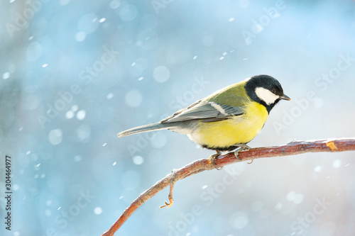 Great tit on a branch on a sunny winter day.