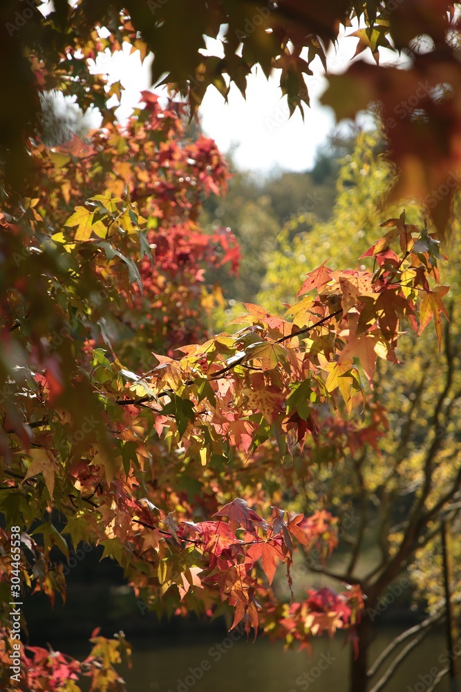Beautiful autumn landscape with yellow trees and sun. Colorful foliage in the park. Falling leaves natural background .Autumn season concept Beautiful autumn landscape with yellow trees and sun. Colorful foliage in the park. Falling leaves natural background .Autumn season concept