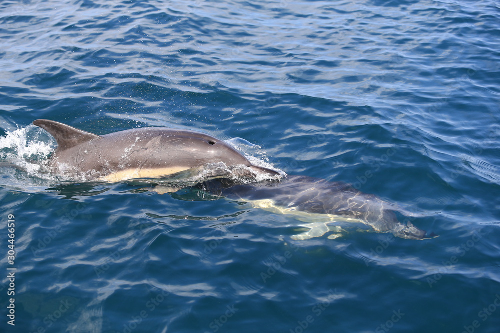 Obraz premium Dauphin en Bretagne