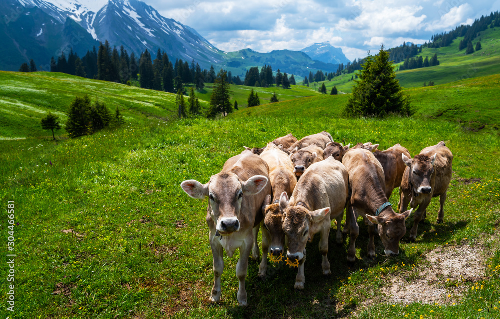 Brown mountain calfs grazing on an alpine pasture in the Bernese Alps in summer. Grindelwald, Jungfrau region, Bernese Oberland, Switzerland.