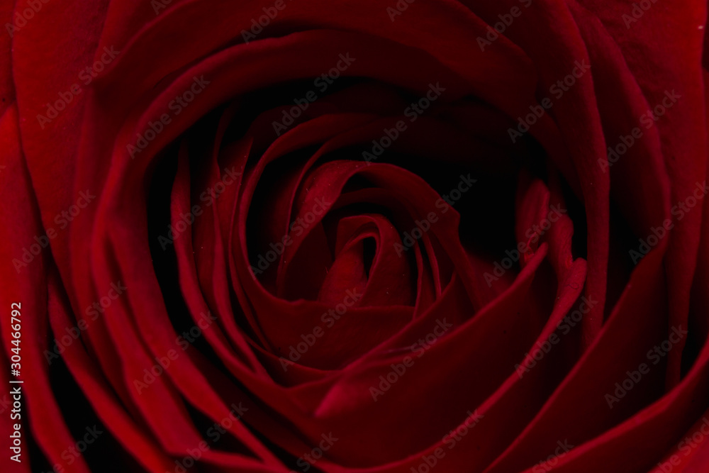 red rose with water droplets red rose with water droplets