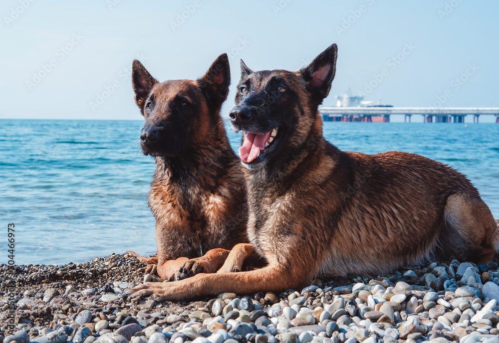 two malinois portrait two malinois portrait