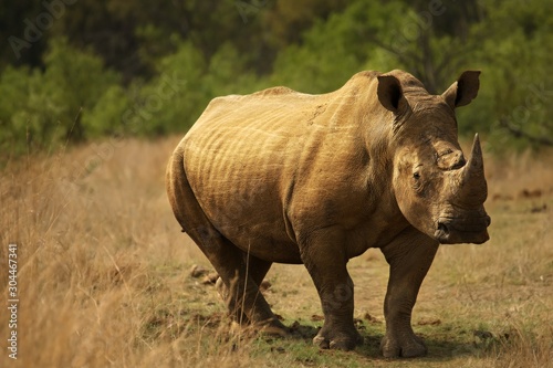 A white rhinoceros  rhino   Ceratotherium simum   staying in grassland.