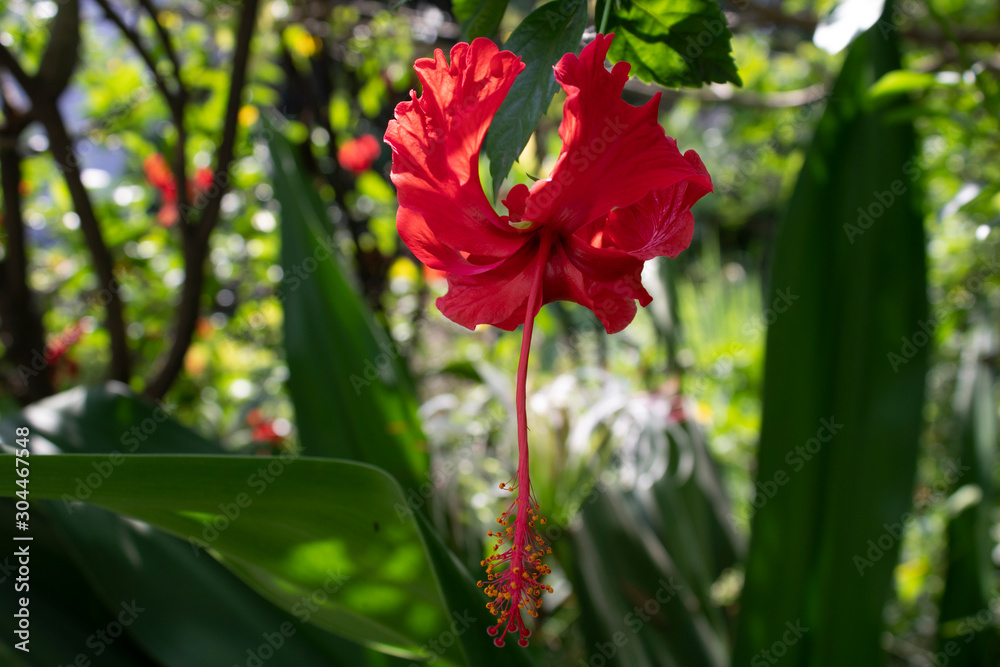 Hibiscus flower with stigma & stamens Hibiscus flower with stigma & stamens