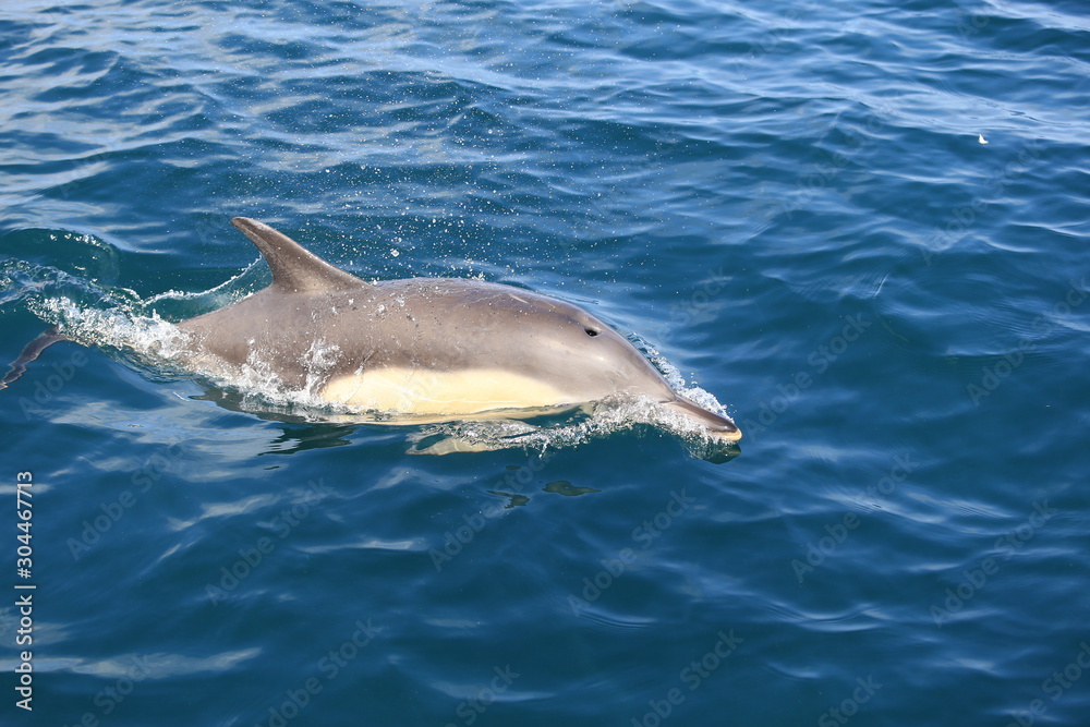 Fototapeta premium Dauphin en Bretagne