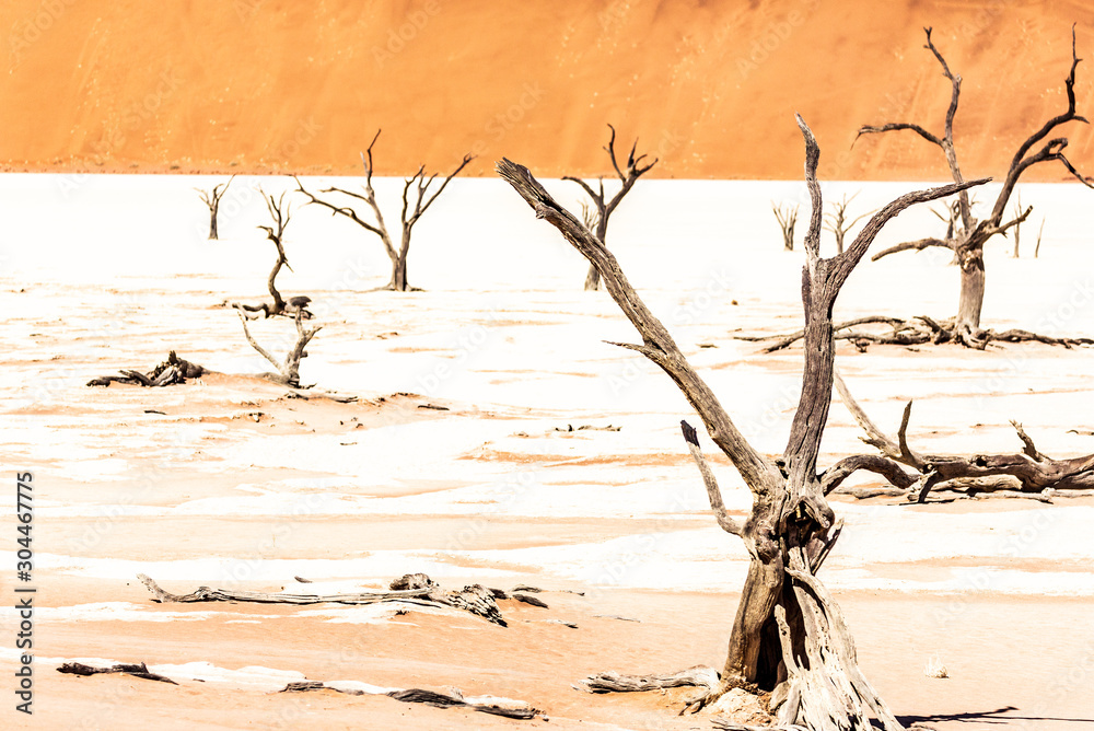Dead acacias in sossusvlei, Namibia, Africa Dead acacias in sossusvlei, Namibia, Africa