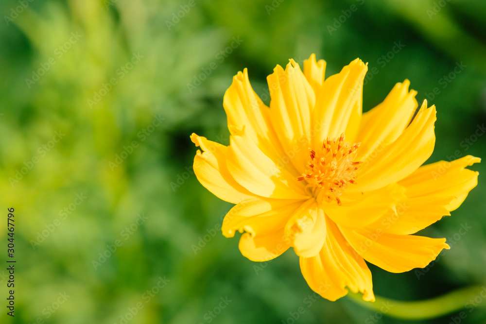 Yellow cosmos flowers in garden Yellow cosmos flowers in garden