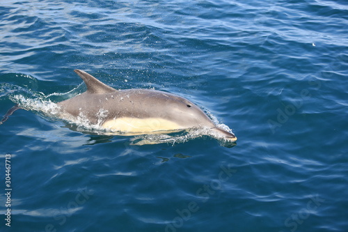 Dauphin en Bretagne