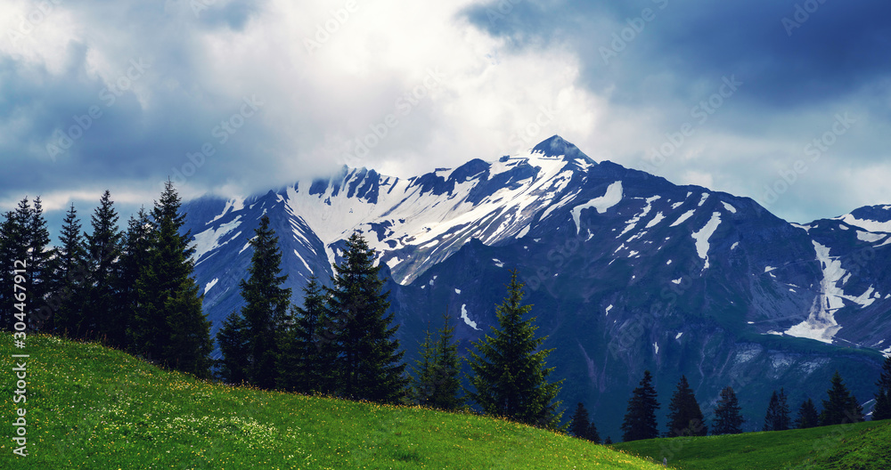 The sharp Alpine peaks with snow and glaciers soar above the spring meadows delicate fragrant spring flowers.