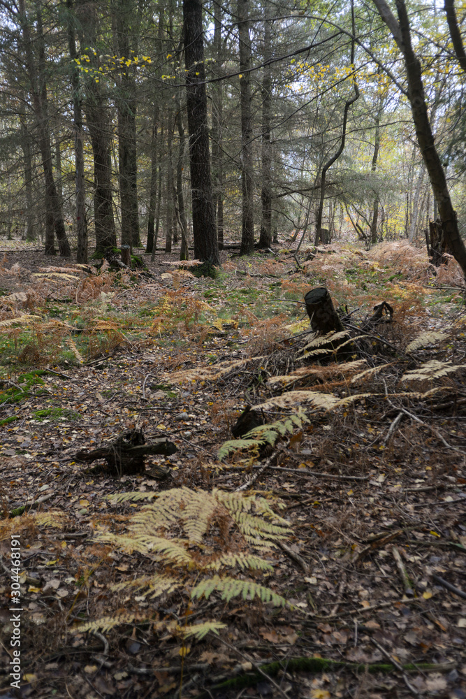 Fougère aigle, Pteridium aquilinum, Forêt de Sénart, Essonne, 91 Fougère aigle, Pteridium aquilinum, Forêt de Sénart, Essonne, 91