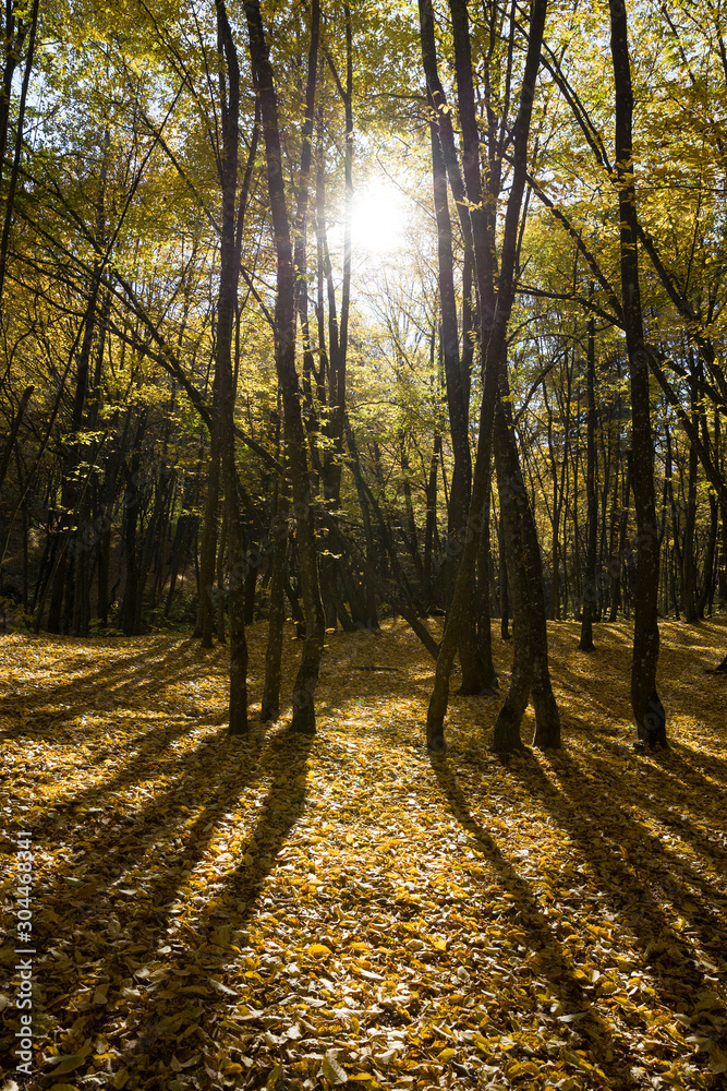 Naklejka premium beautiful real nature before leaf fall