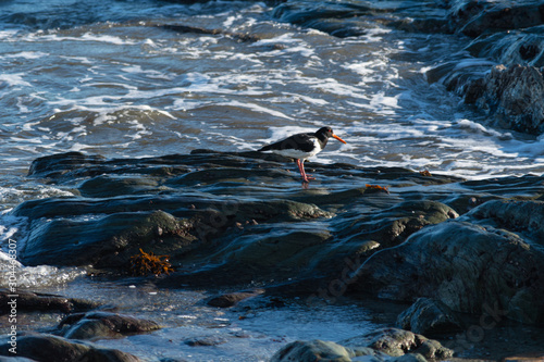 An Oystercatcher searching the coastline for food