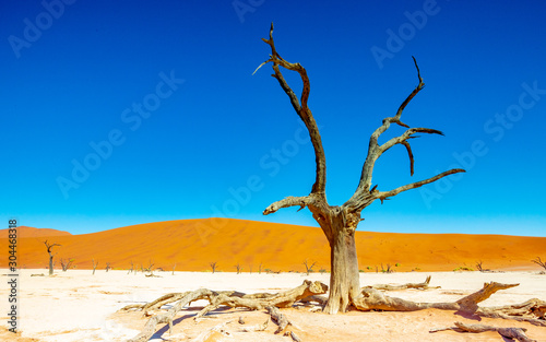 Dead acacias in sossusvlei  Namibia  Africa