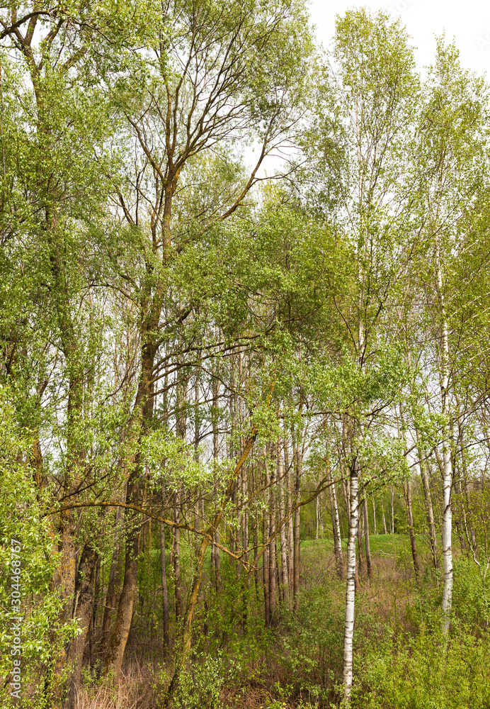 Obraz premium trees in spring