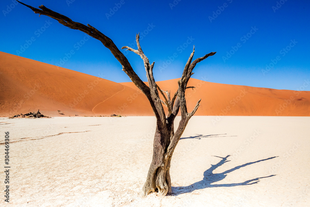 Dead acacias in sossusvlei, Namibia, Africa Dead acacias in sossusvlei, Namibia, Africa