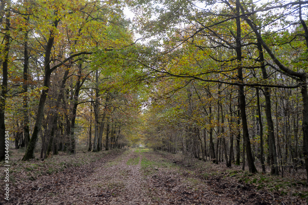 Fototapeta premium Forêt de Sénart, Essonne, 91
