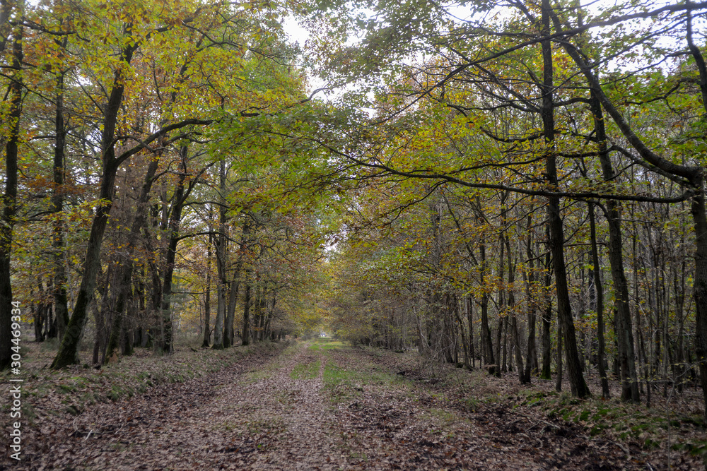 Forêt de Sénart, Essonne, 91