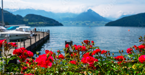 Lake and yachts on the mountains background. Flowers in the foreground. Canton of Lucerne, Switzerland.