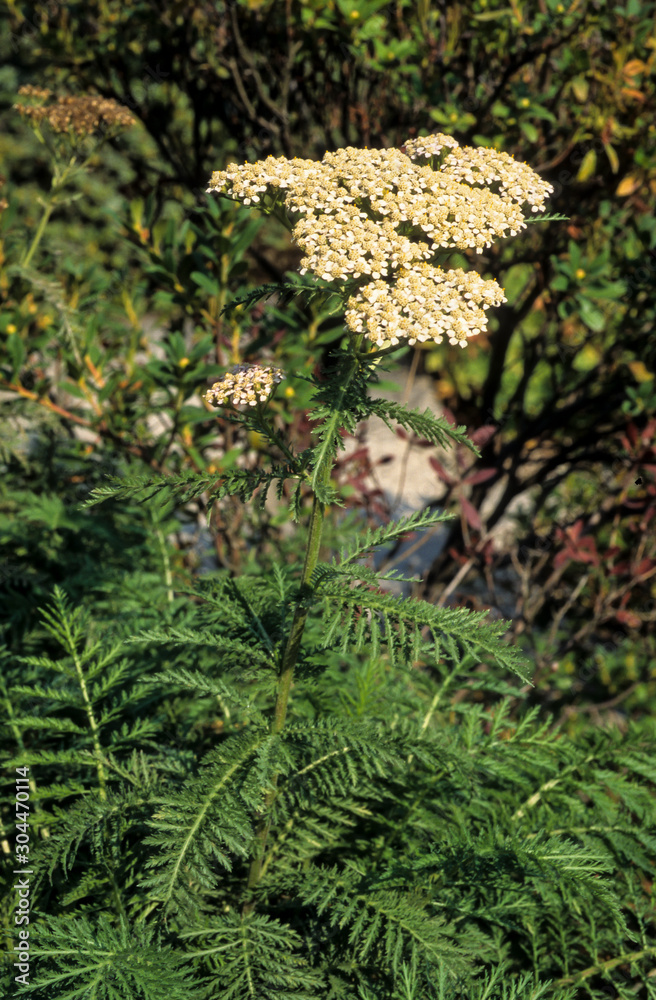 Achillée millefeuille, Achillea millefolium Stock Photo | Adobe Stock