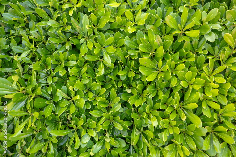 Background of bright green bush leaves in the garden (Pittosporum tobira) Background of bright green bush leaves in the garden (Pittosporum tobira)